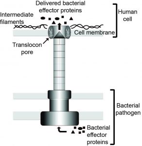 How gram-negative bacteria deliver virulence proteins into host cells